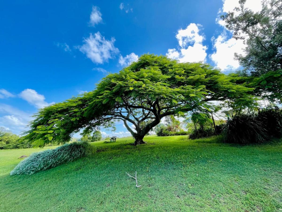 Tropical Coast Retreat - Pet Friendly - Adult Only Guest House Kingscliff Exterior foto