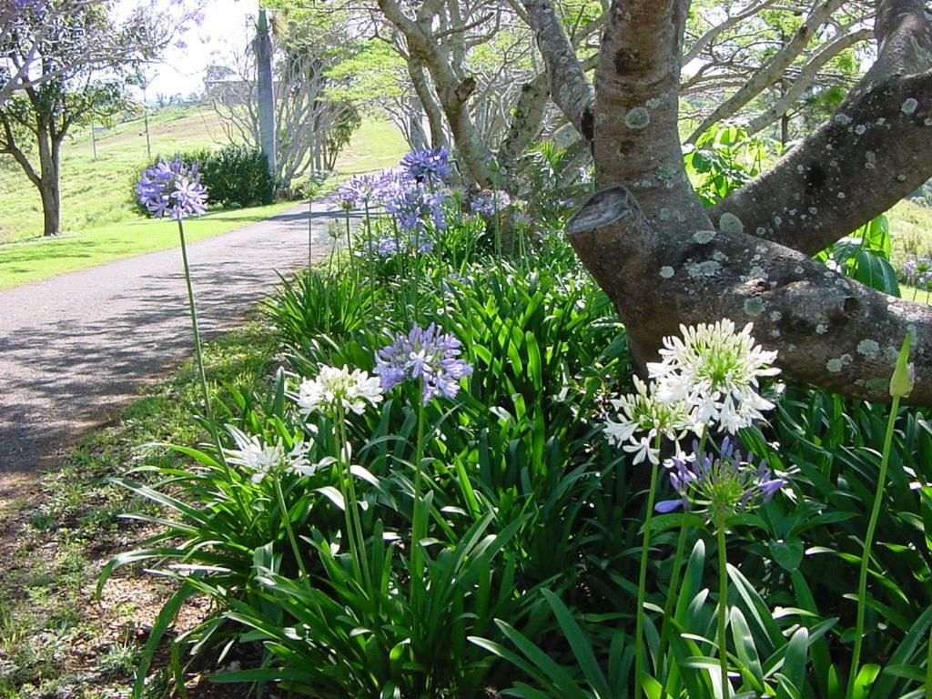Tropical Coast Retreat - Pet Friendly - Adult Only Guest House Kingscliff Exterior foto