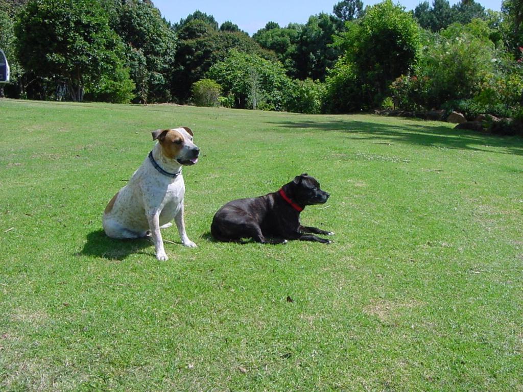 Tropical Coast Retreat - Pet Friendly - Adult Only Guest House Kingscliff Exterior foto