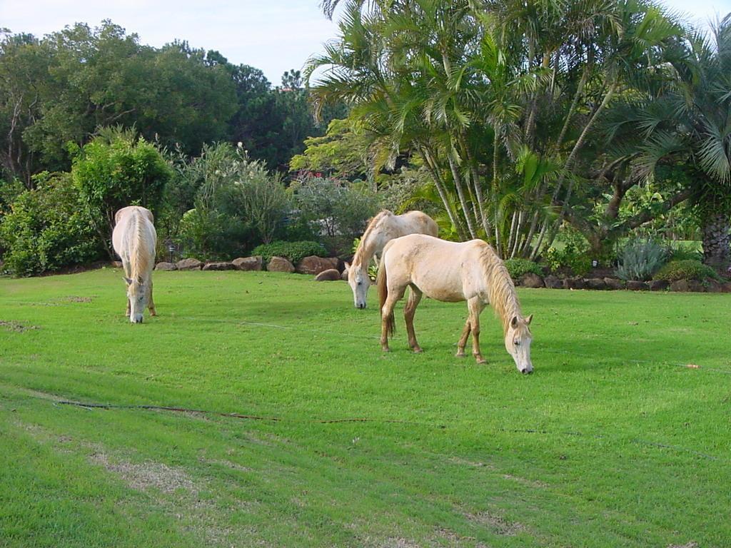 Tropical Coast Retreat - Pet Friendly - Adult Only Guest House Kingscliff Exterior foto